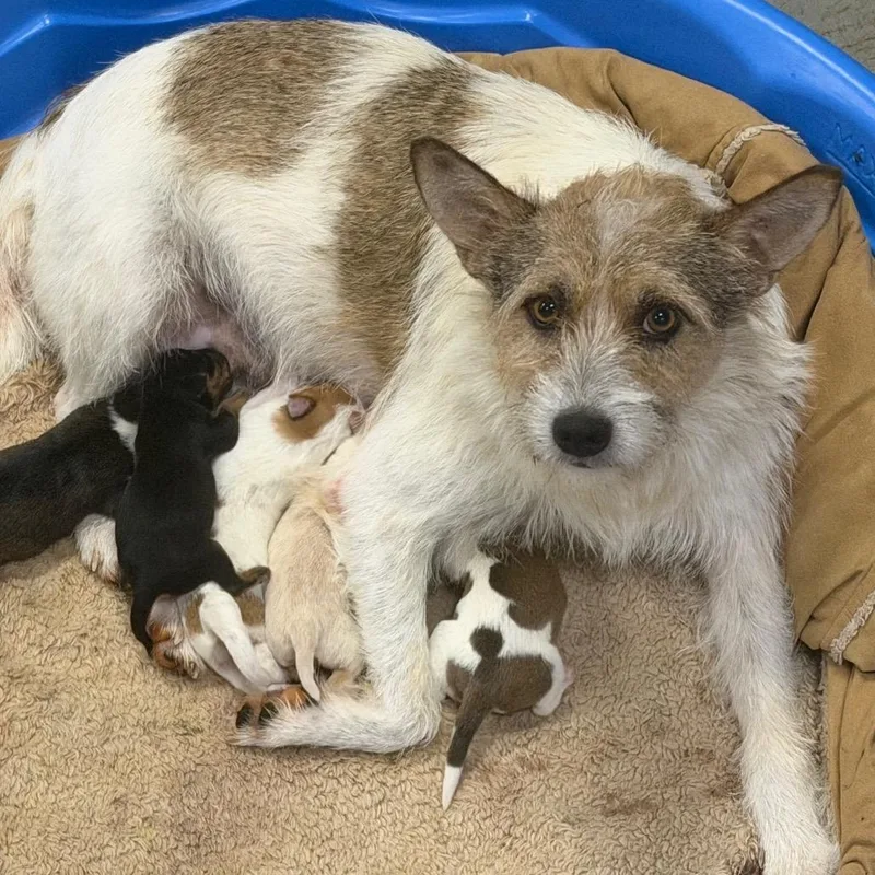 A baby small-sized female White / Cream Mixed Breed dog named Green Bean for adoption in Alexandria, VA