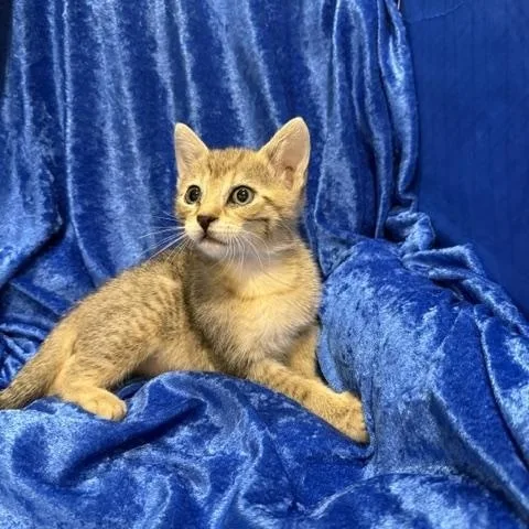 A baby medium-sized male Abyssinian cat named Miles for adoption in Gainesville, FL