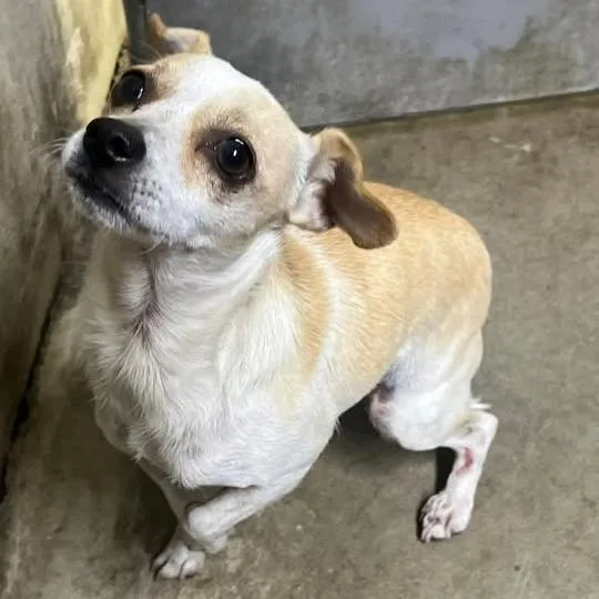 A young small-sized female Yellow / Tan / Blond / Fawn Chihuahua dog named 26-838 for adoption in Los Banos, CA