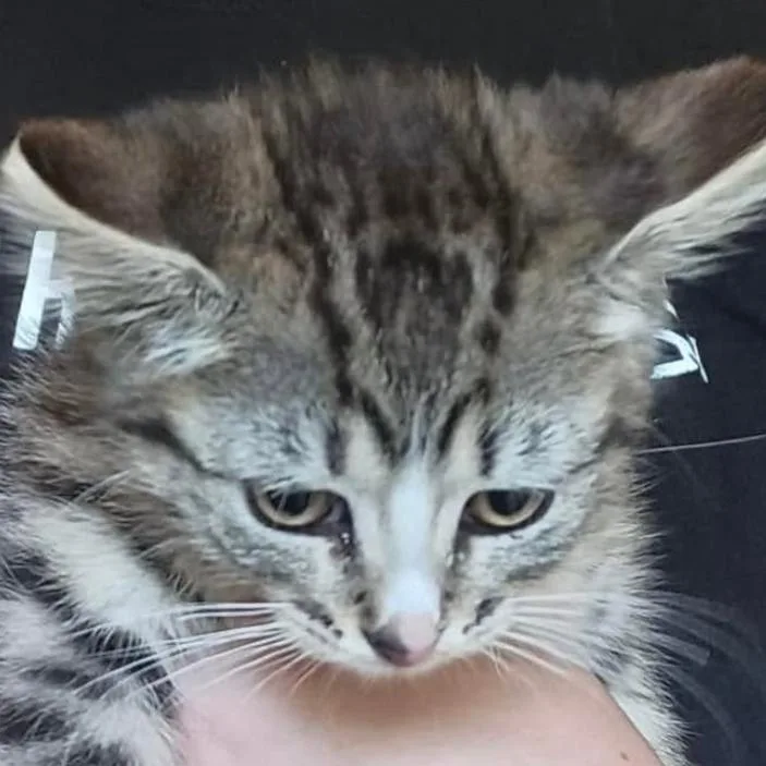 A baby small-sized female Brown / Chocolate Domestic Short Hair cat named Sassy for adoption in Coralville, IA