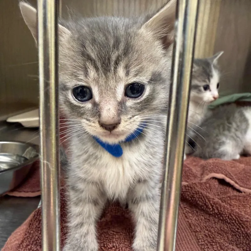A baby small-sized male Gray / Blue / Silver Domestic Short Hair cat named Caldwell for adoption in Winston-Salem, NC