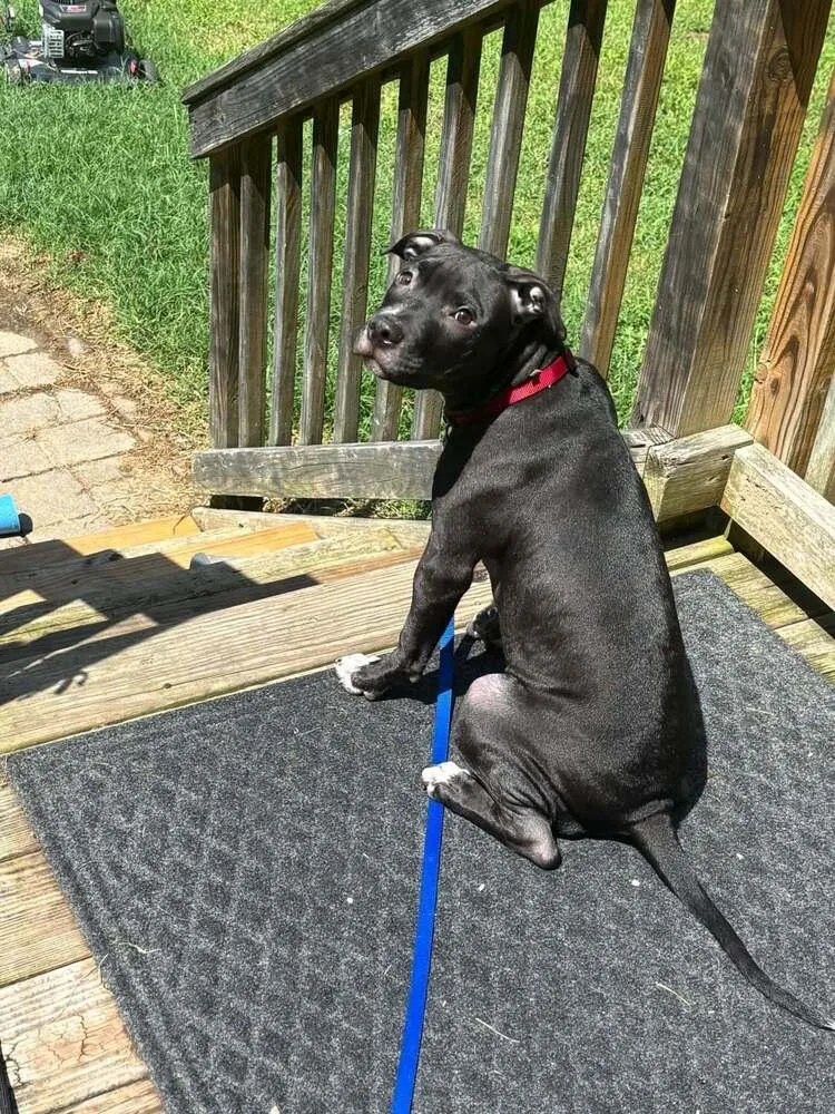 A baby medium-sized male Black Mixed Breed dog named Lazer for adoption in Milton, DE