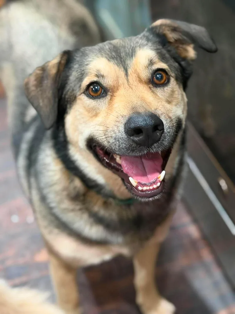 Sampson