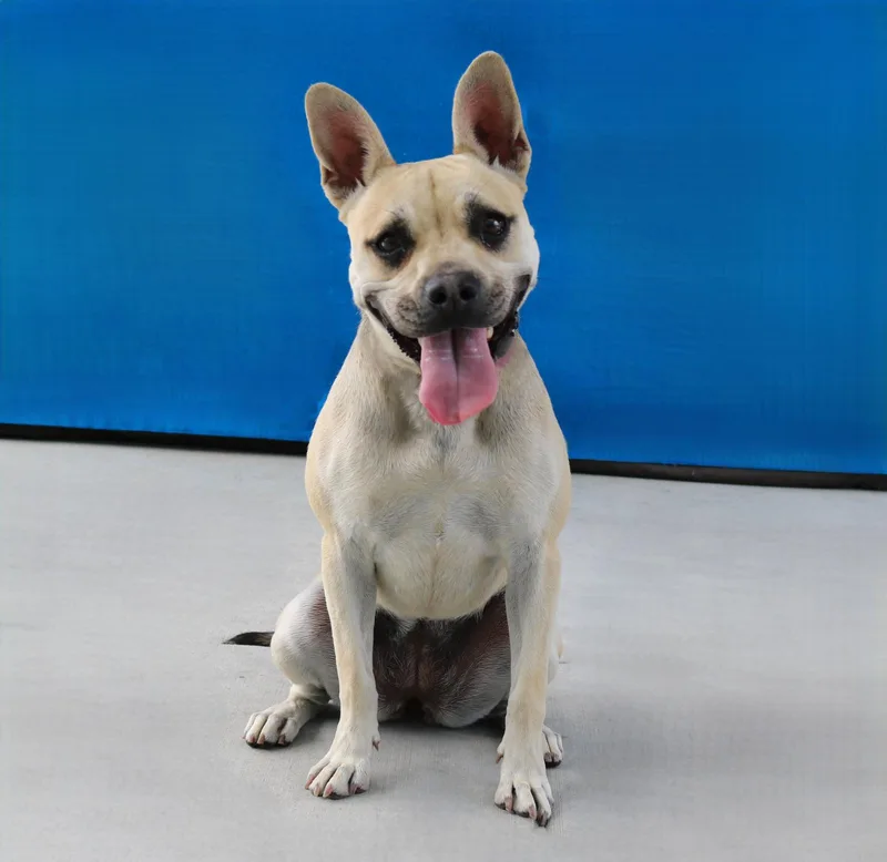 A young medium-sized female French Bulldog dog named Baby for adoption in Pasadena, CA