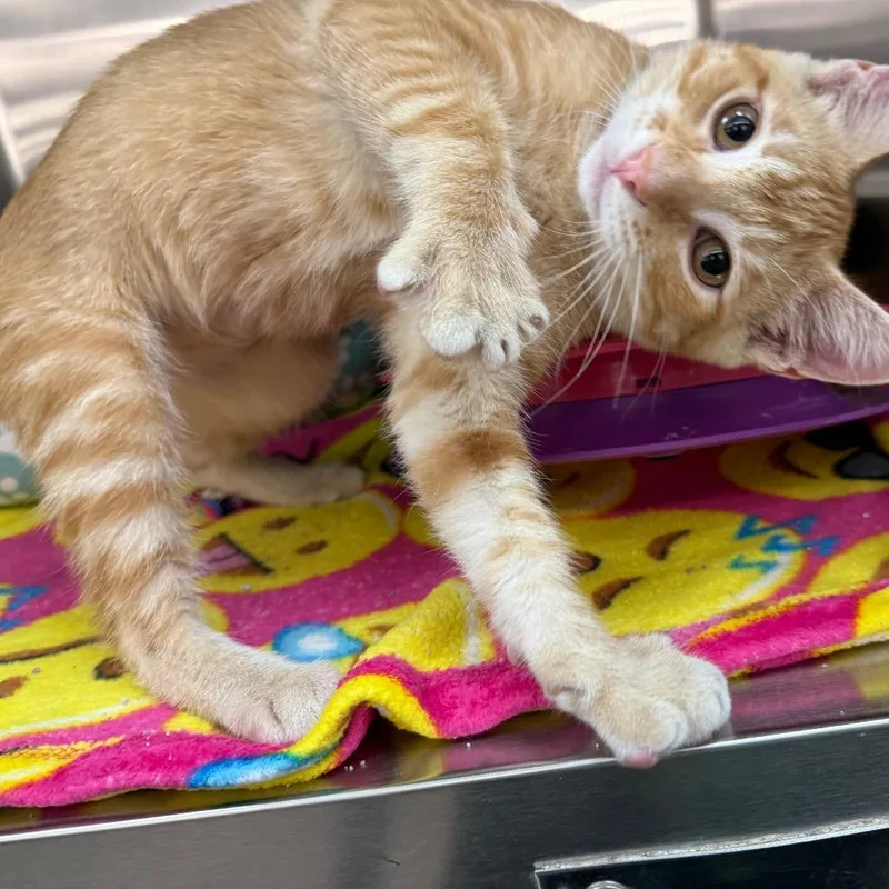 A young medium-sized male Orange / Red Domestic Short Hair cat named Purrfessor X for adoption in Saint Louis, MO