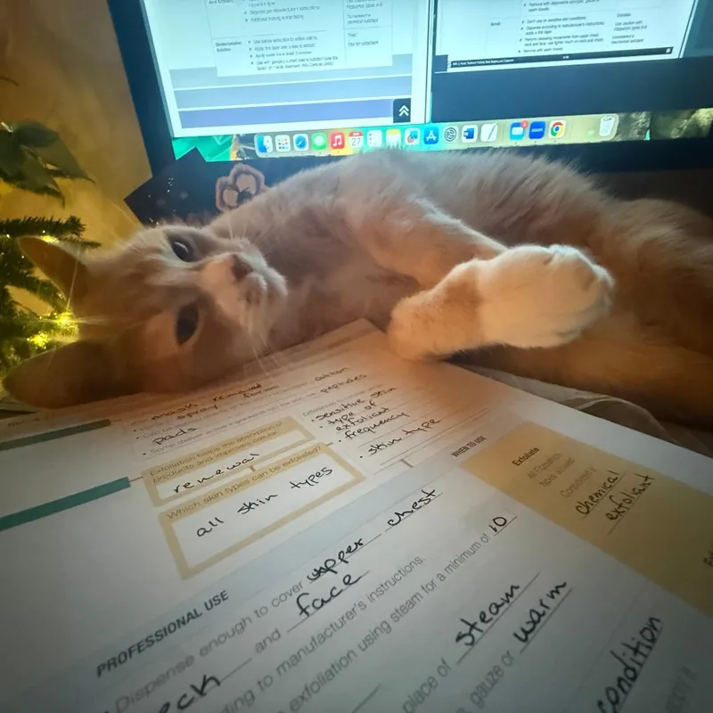 An adult large-sized male Buff / Tan / Fawn Domestic Short Hair cat named Russel for adoption in Philadelphia, PA