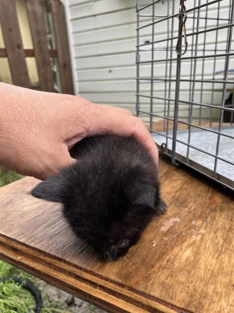 A baby large-sized female Domestic Short Hair cat named Wilder for adoption in Dallas, TX