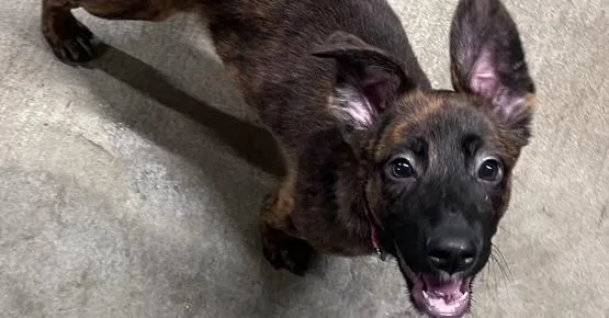 A baby large-sized female Belgian Shepherd / Malinois dog named Friends Litter Rachel for adoption in Imlay City, MI