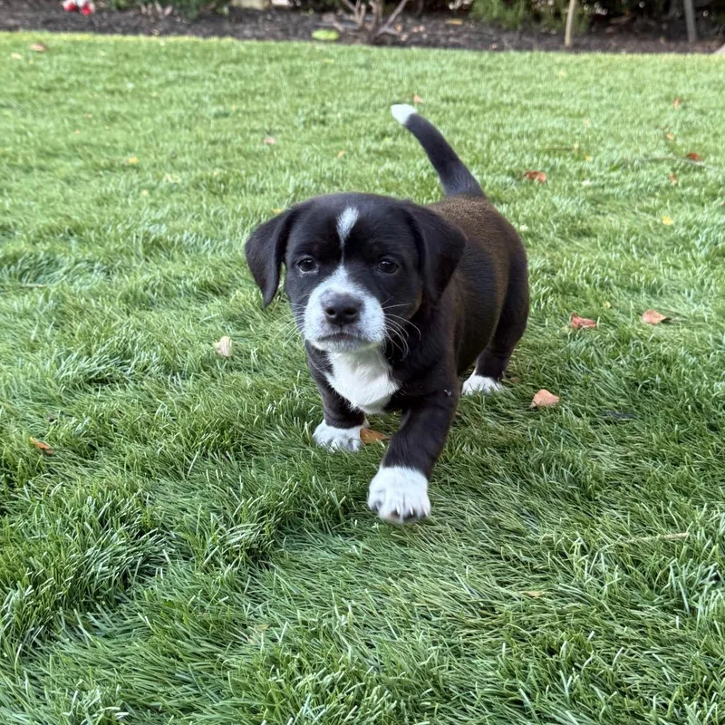A baby medium-sized male Black Labrador Retriever dog named Bruce for adoption in Point Richmond, CA