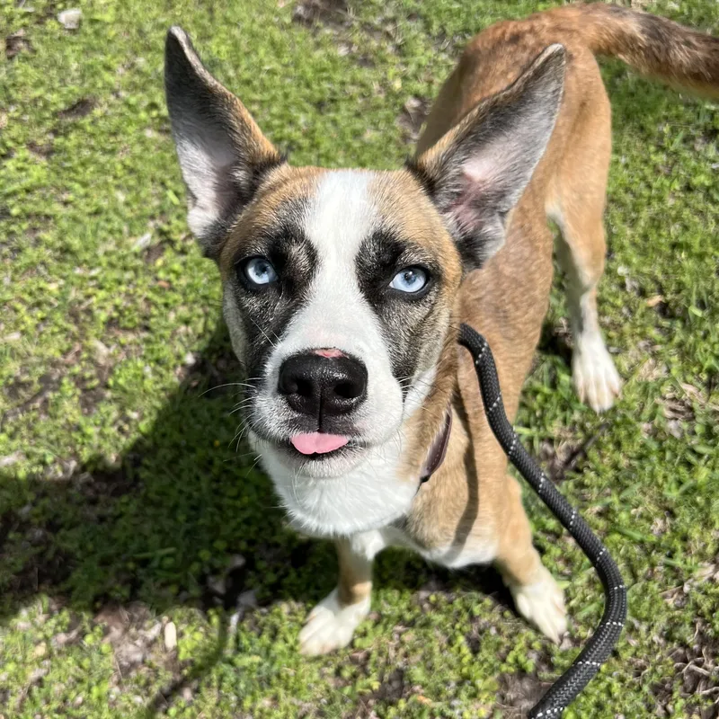 An adult medium-sized female Brindle Mixed Breed dog named Yayo for adoption in Sherman, TX