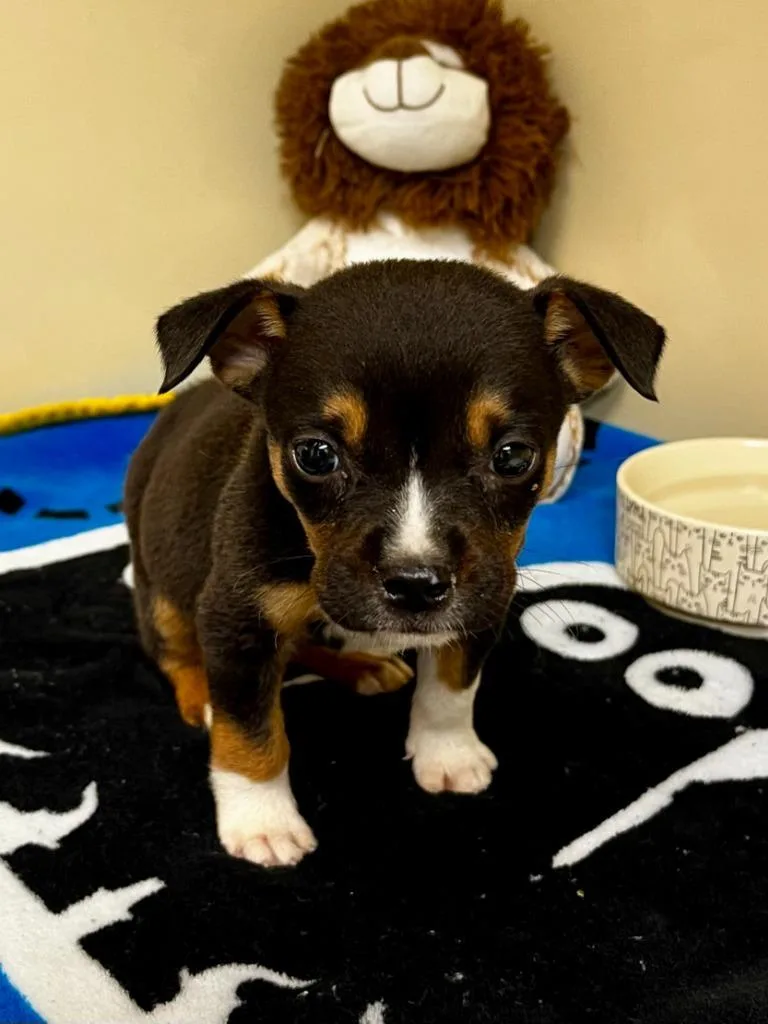 A baby small-sized male Chihuahua dog named Minion for adoption in Clinton, SC