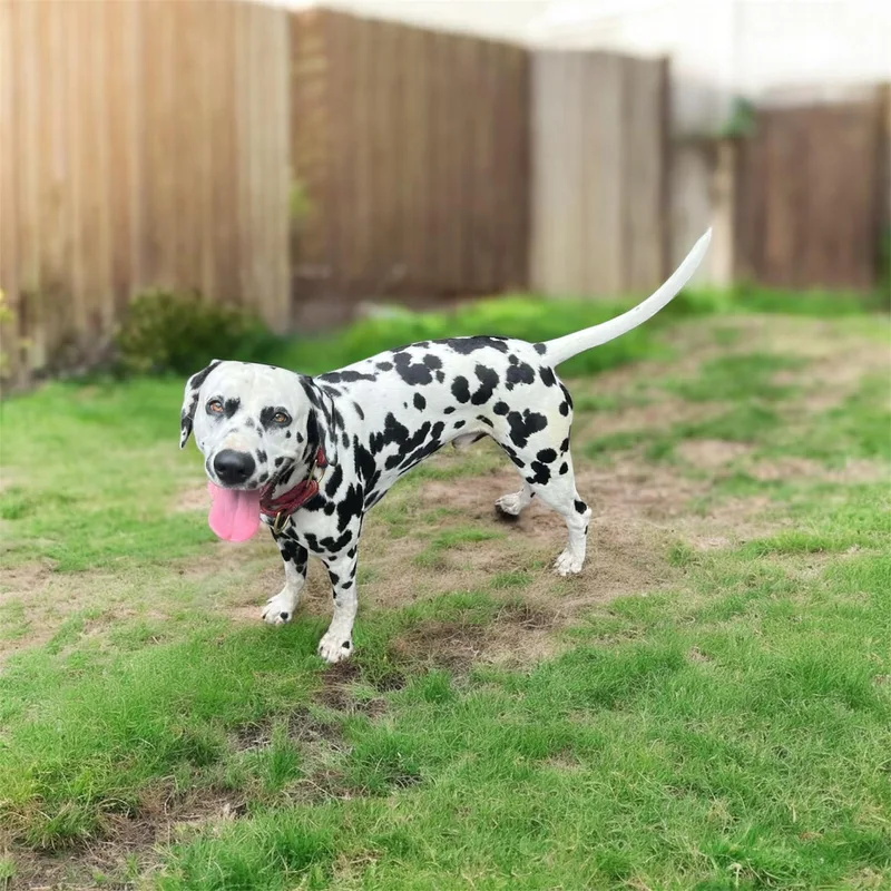 Chancesandwich  Ma thumbnail 2