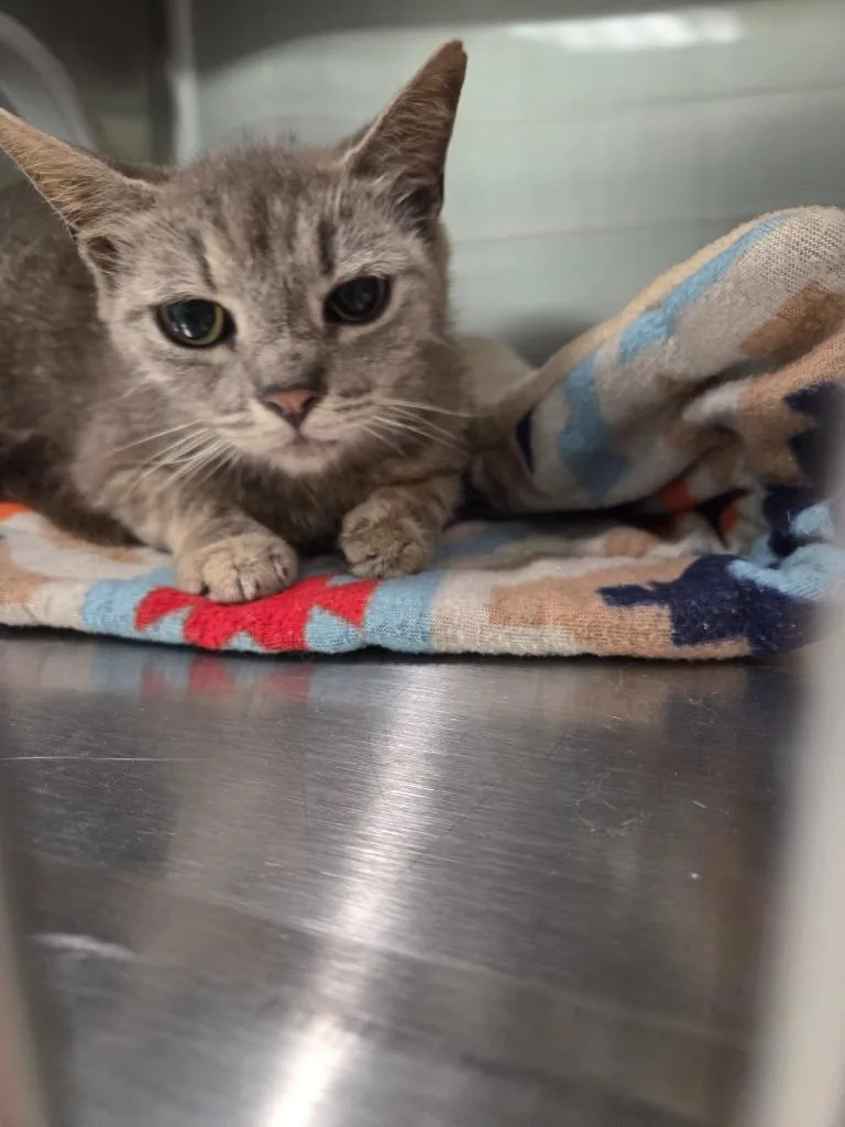 A young medium-sized female Domestic Short Hair cat named Mittens for adoption in Athens, TN