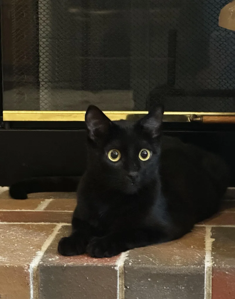 A young medium-sized female Domestic Short Hair cat named Raven for adoption in Antioch, CA