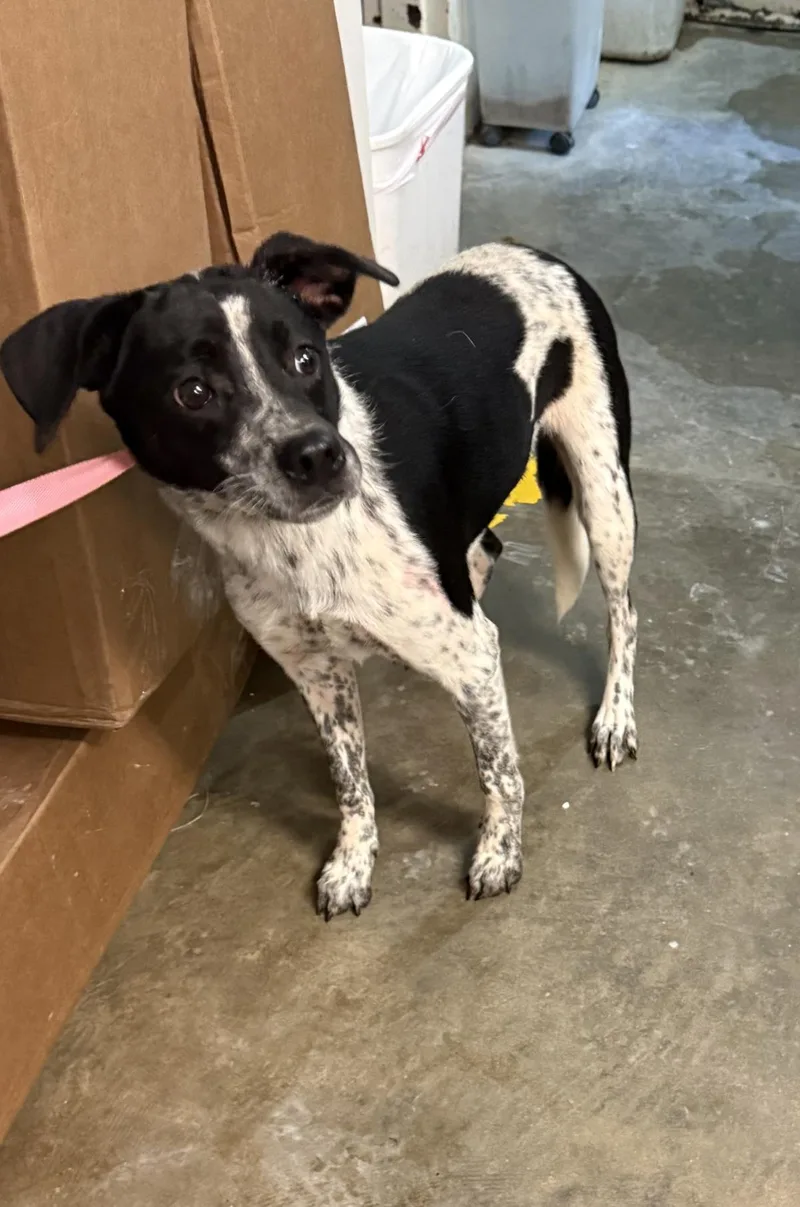 A young medium-sized female Chihuahua dog named Morgan for adoption in Ozark, AL