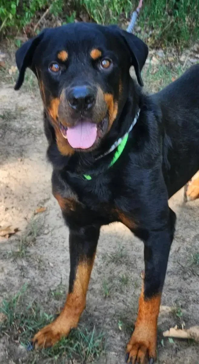 An adult large-sized male Rottweiler dog named Duncan for adoption in Polk, OH