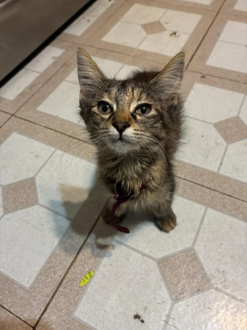 A baby medium-sized female Torbie Domestic Short Hair cat named Bella for adoption in Mokena, IL