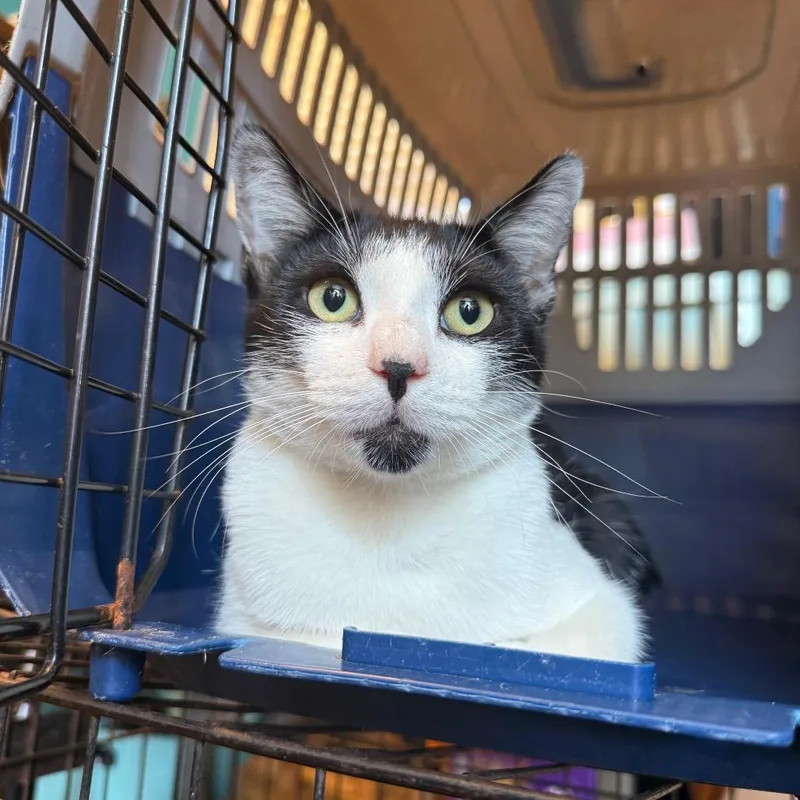 A young medium-sized male Black Domestic Short Hair cat named Phineas for adoption in Kennebunk, ME