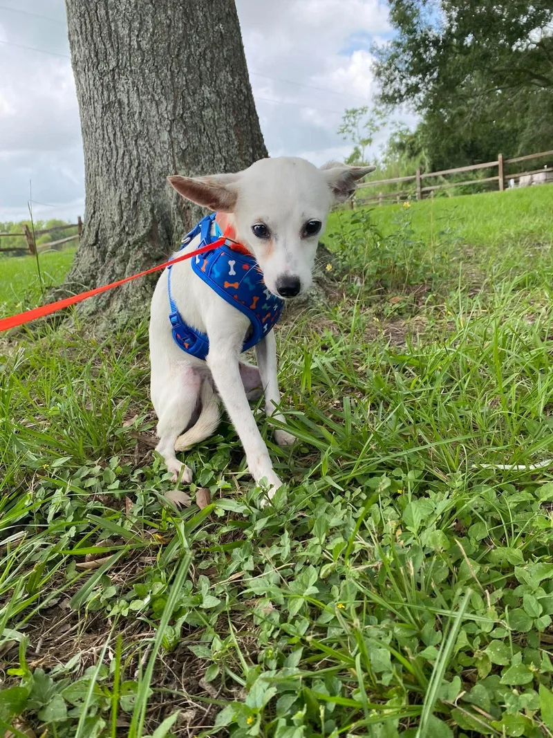 A young small-sized male White / Cream Chihuahua dog named Frito for adoption in Winnie, TX