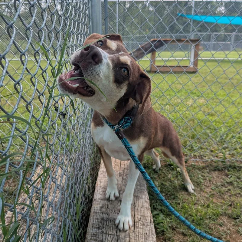 A young small-sized female Brown / Chocolate Mixed Breed dog named Ophelia for adoption in Smithville, TN