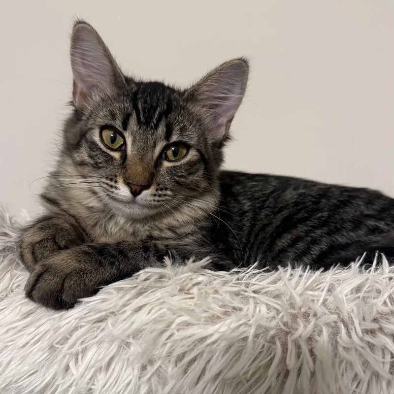 A young medium-sized female Domestic Short Hair cat named Loki for adoption in Chandler, AZ