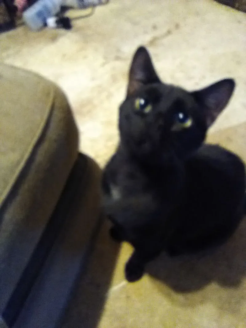 A young medium-sized male Black & White / Tuxedo American Shorthair cat named Baby for adoption in Inverness, FL