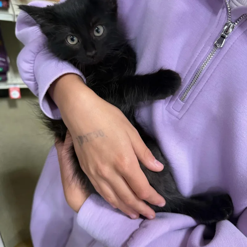 A young medium-sized male Black Domestic Medium Hair cat named Blacky for adoption in Missoula, MT