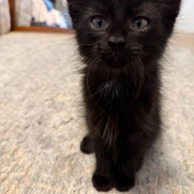 Blacky thumbnail 2
