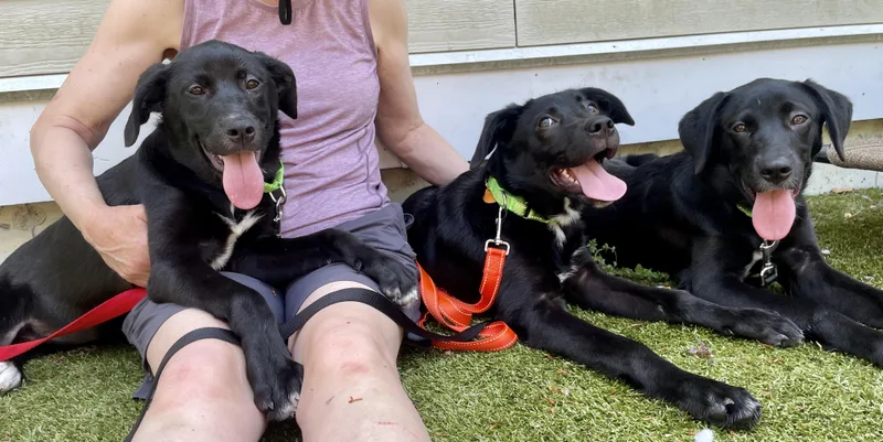 A baby medium-sized female Black Labrador Retriever dog named Monthold Puppies for adoption in Scituate, MA