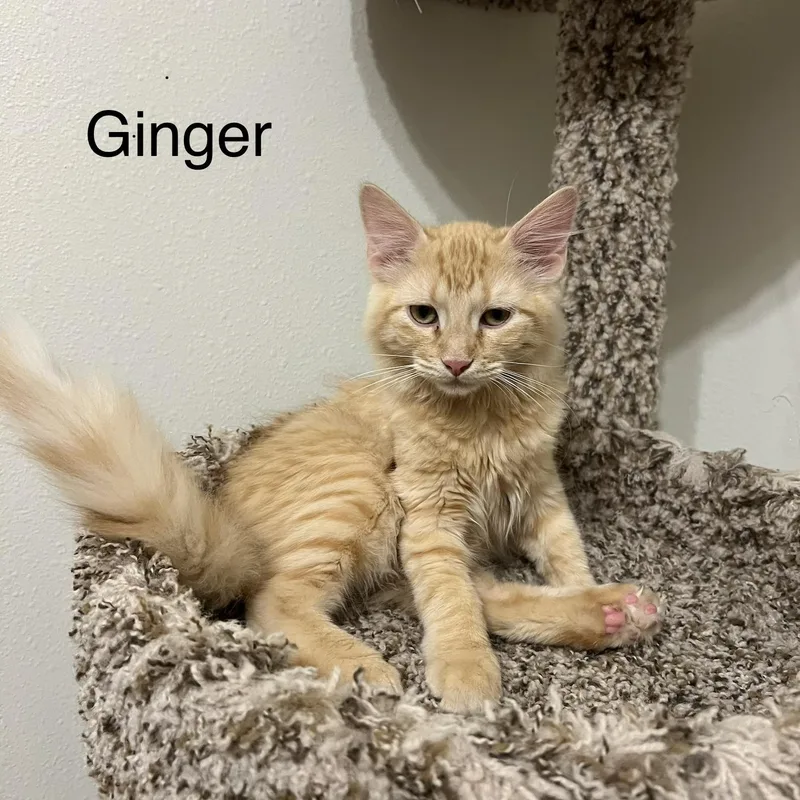 A baby small-sized male Domestic Long Hair cat named Ginger for adoption in Liverpool, TX