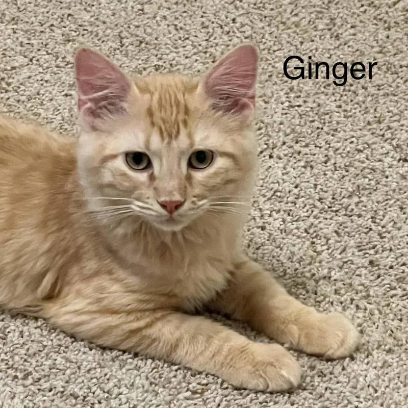Ginger thumbnail 2
