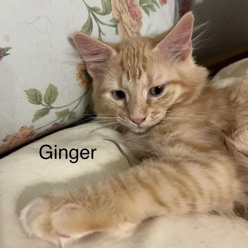 Ginger thumbnail 6