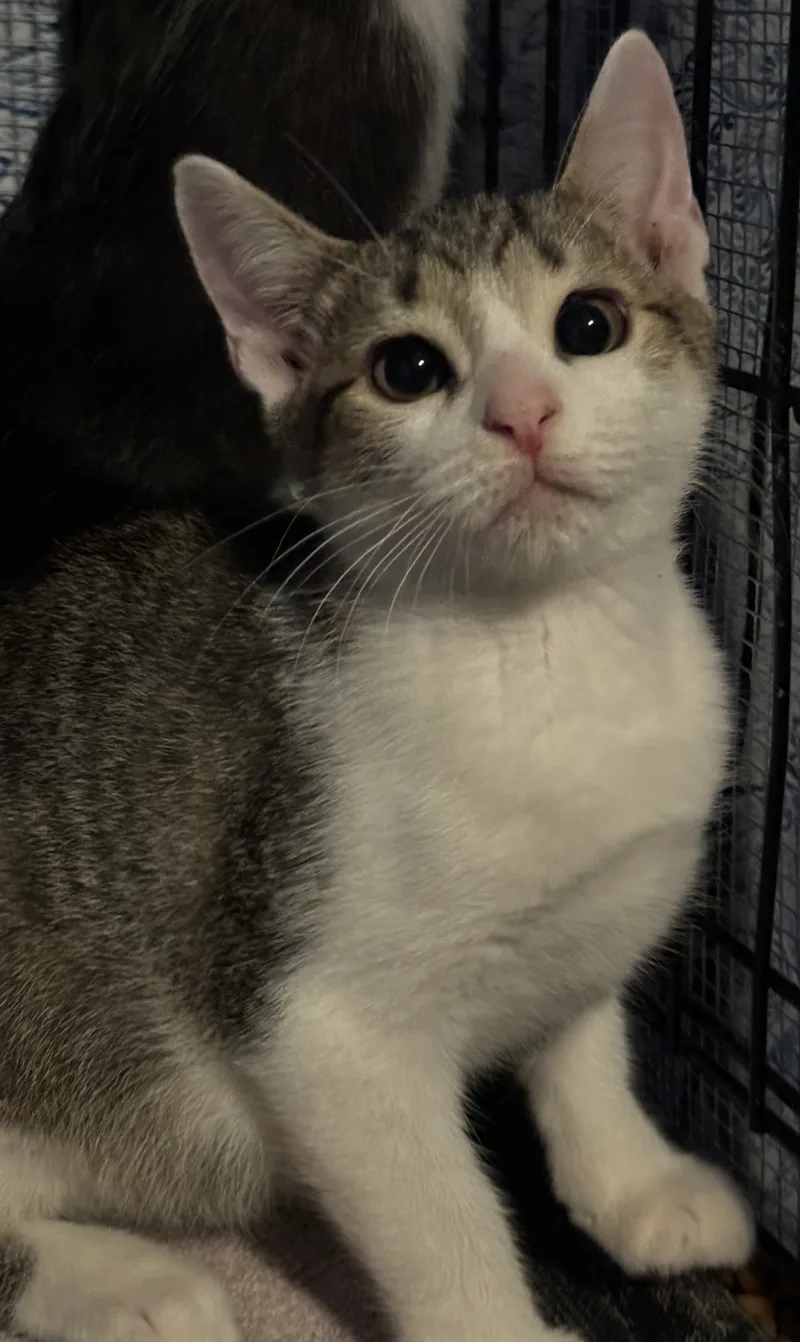 A young medium-sized male Gray & White Domestic Short Hair cat named Sylvie for adoption in Lauderhill, FL