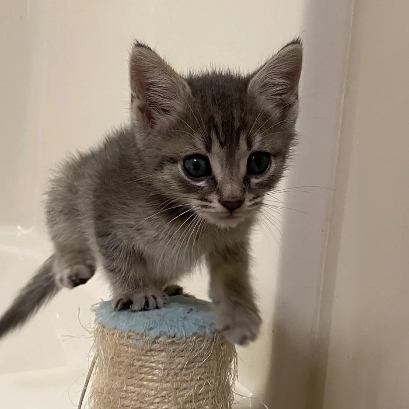 A baby medium-sized male Tabby (Gray / Blue / Silver) Domestic Short Hair cat named Ricky for adoption in Chattanooga, TN