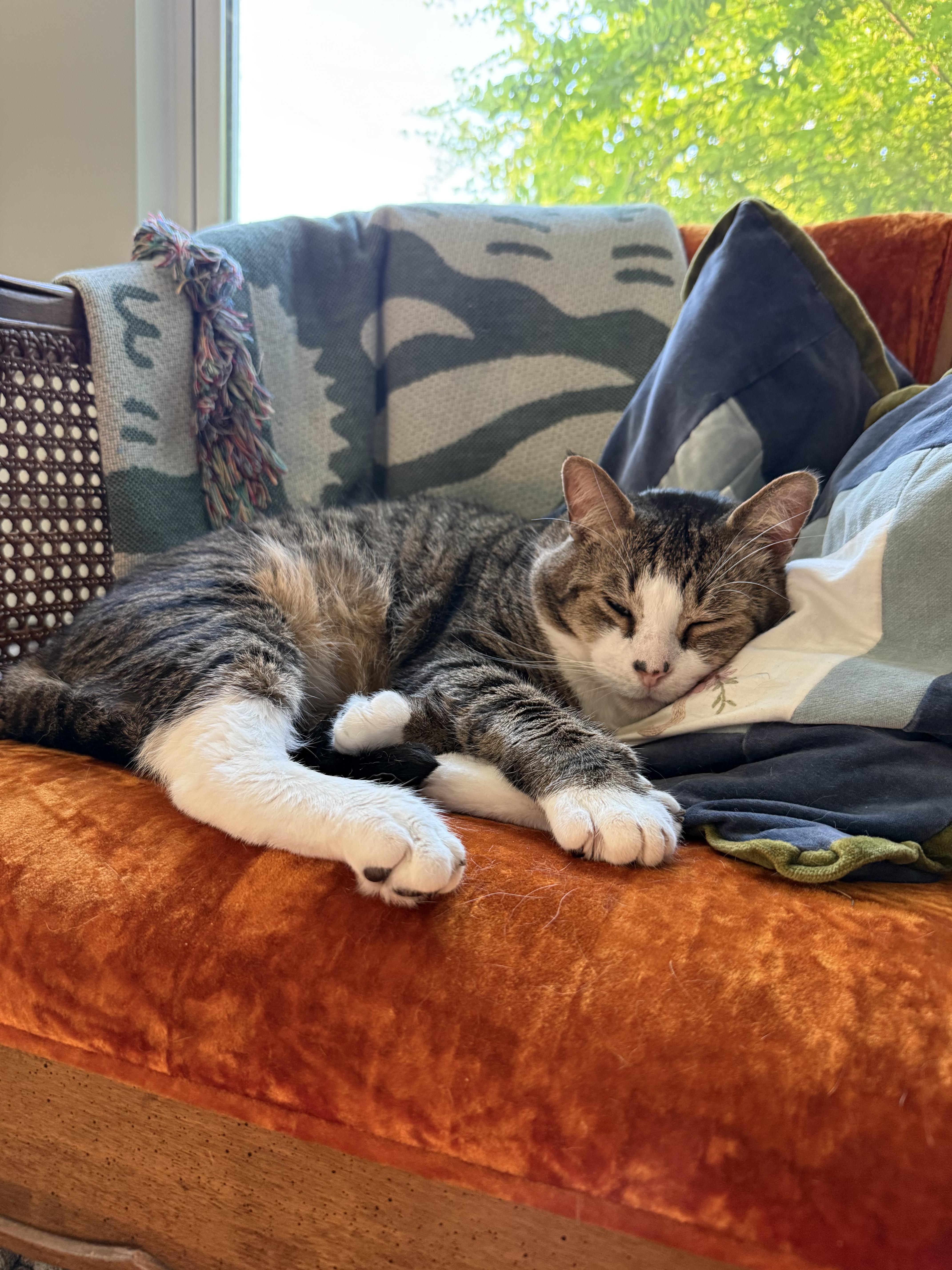 An adult large-sized male Tabby (Brown / Chocolate) Domestic Short Hair cat named Burger King for adoption in Pearland, TX