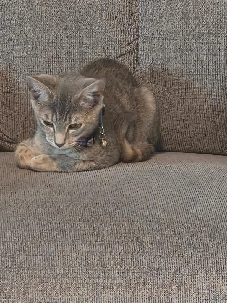 A baby medium-sized female Domestic Short Hair cat named Maelle for adoption in Evans, GA