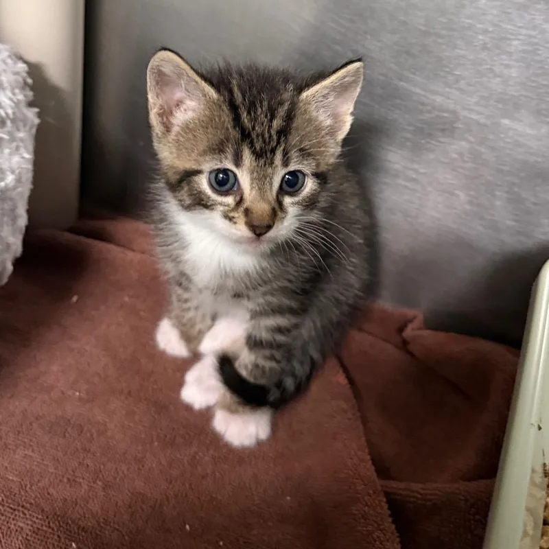 A baby small-sized male Gray / Blue / Silver Domestic Short Hair cat named Bokchoi for adoption in Hamilton, GA