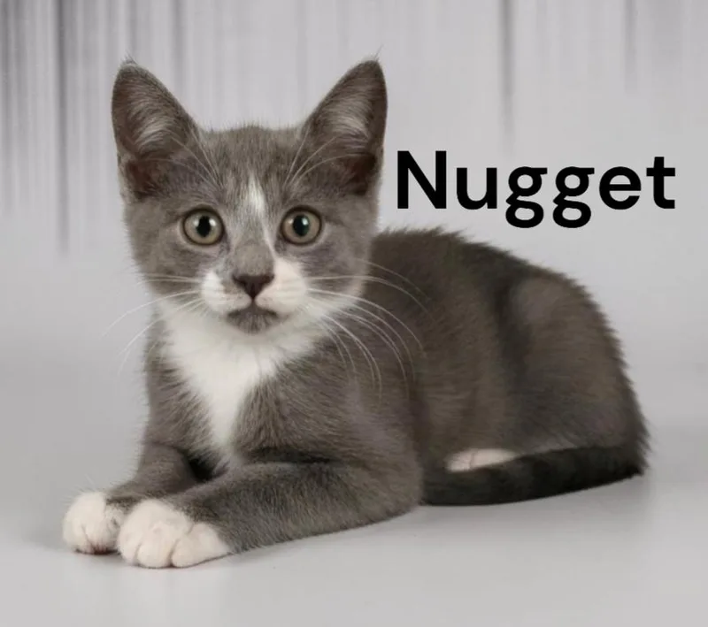 A baby medium-sized female Gray & White Domestic Short Hair cat named Nugget for adoption in Weems, VA