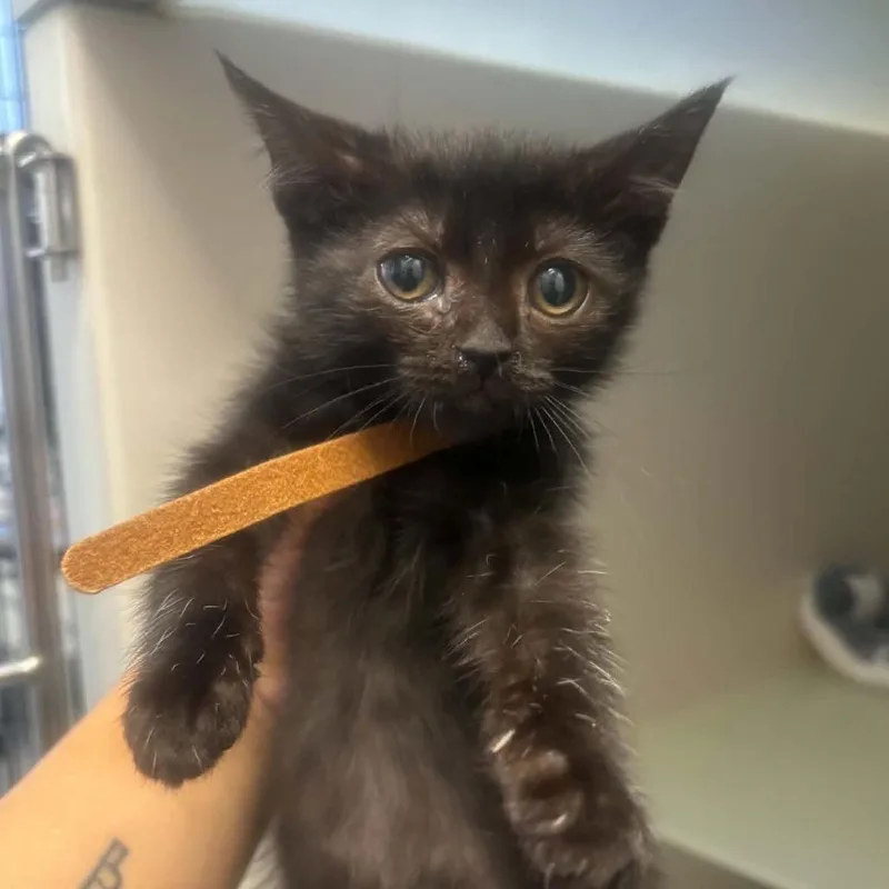 A baby small-sized female Black Domestic Short Hair cat named Squirrel for adoption in Rocky Mount, VA
