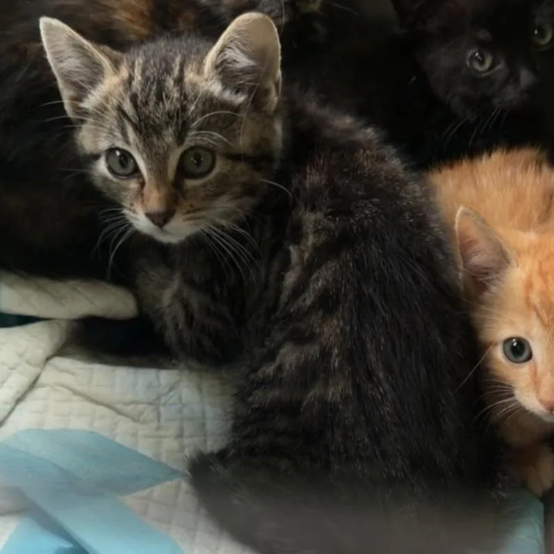 A baby small-sized female Brown / Chocolate Domestic Short Hair cat named Vee C for adoption in Princeton, MN