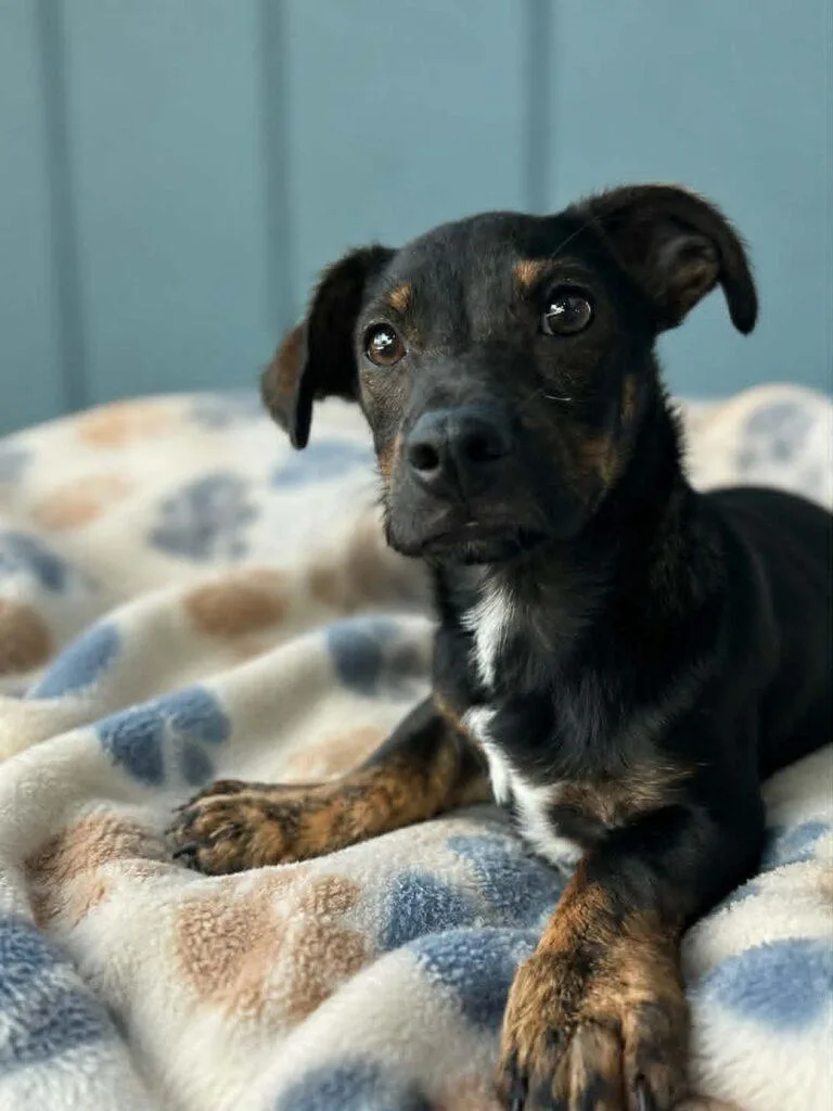 A baby small-sized male Dachshund dog named Lenny for adoption in Winter haven, FL