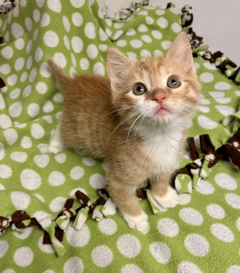 A baby small-sized male Orange & White Tabby cat named Biscuit for adoption in River Edge, NJ