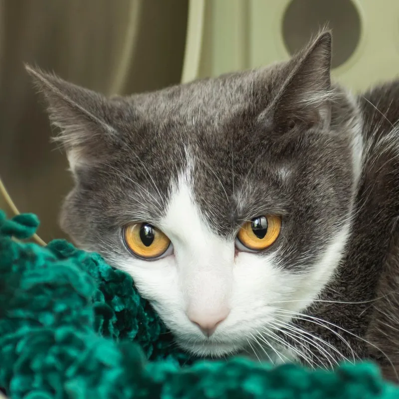 A young large-sized male Gray / Blue / Silver Domestic Short Hair cat named Chi for adoption in Middletown, RI