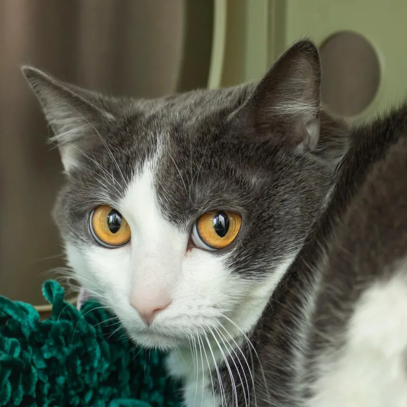 Chi thumbnail 2