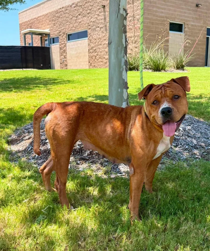 An adult medium-sized female Pit Bull Terrier dog named Spanish Rice for adoption in Belton, TX