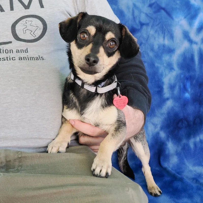 An adult small-sized male Black Chihuahua dog named Fern for adoption in Point Richmond, CA