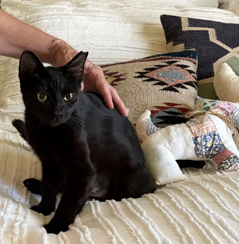 A young medium-sized female Black Domestic Short Hair cat named Brooke for adoption in Flint, TX