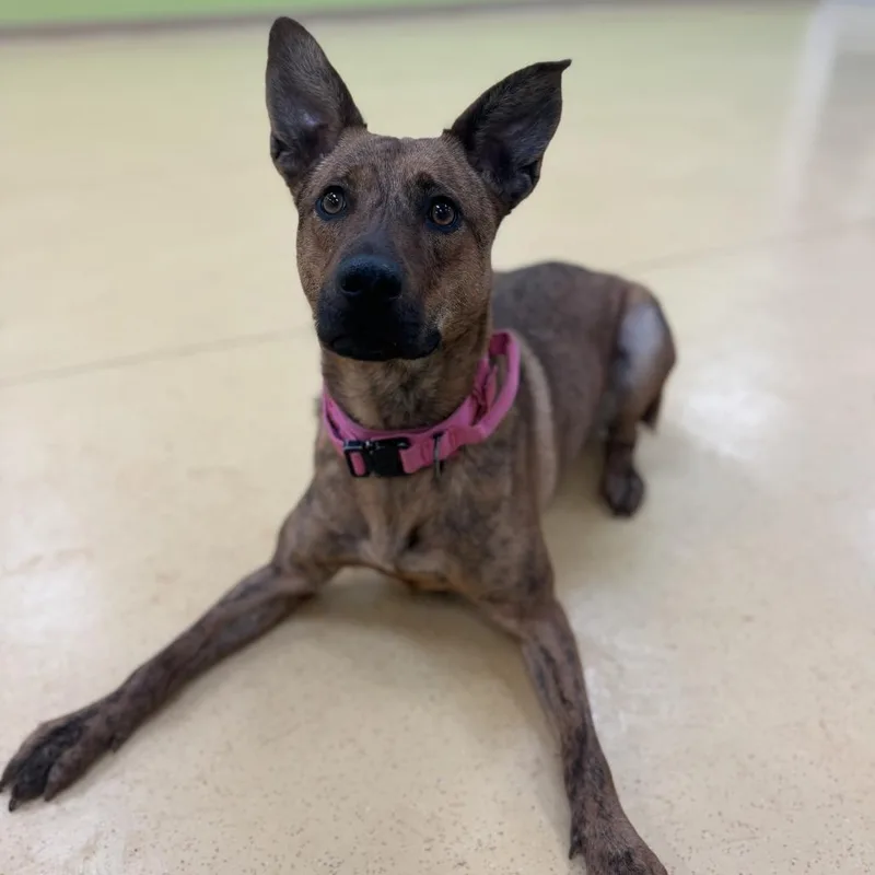 An adult medium-sized female Brown / Chocolate Cattle Dog dog named Princess for adoption in Lynchburg, VA