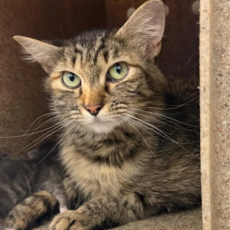 An adult small-sized female Black Domestic Short Hair cat named Cloud for adoption in Philadelphia, PA
