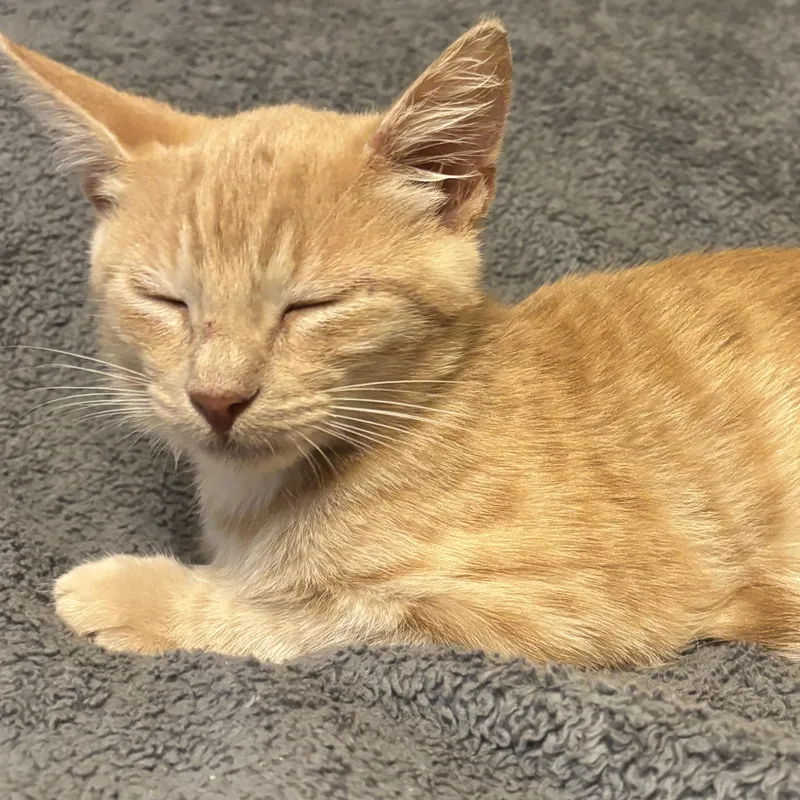 Garfield thumbnail 4
